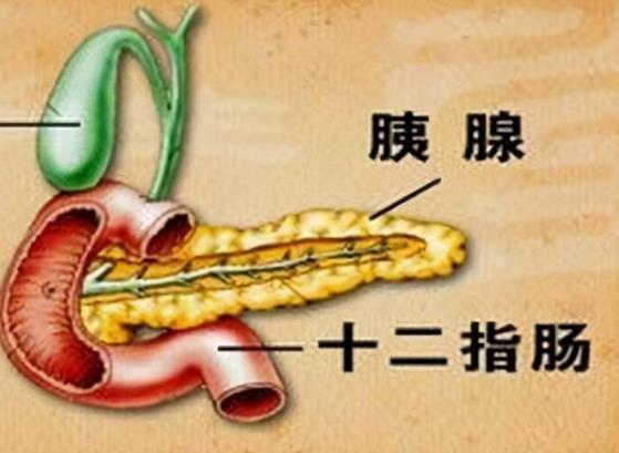 胰腺可分为胰头,胰颈,胰体,胰尾四部分,胰管位于胰腺实质之内,它的