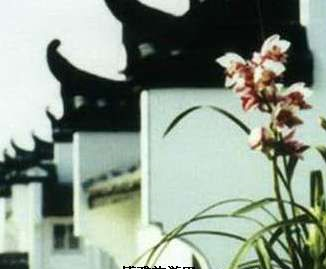 蘭花村在哪？蘭花村景點介紹