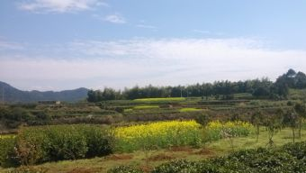 桑洲油菜花景区在哪？桑洲油菜花景区景点介绍