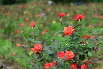 洪泽湖乡土植物园在哪?洪泽湖乡土植物园景点介绍