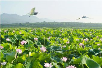 龙游天池荷花景区在哪？龙游天池荷花景区景点介绍