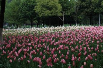 马鞍池公园在哪？马鞍池公园景点介绍