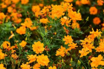 浙江新昌硅化木国家地质公园在哪？浙江新昌硅化木国家地质公园景点介绍