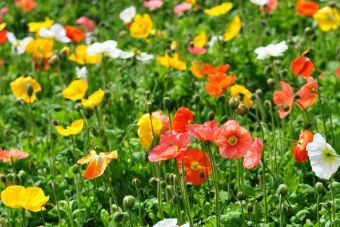 龍井山園在哪？龍井山園景點介紹