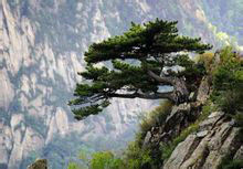 臥龍松在哪？臥龍松景點介紹