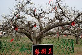 万亩梨园在哪？万亩梨园景点介绍
