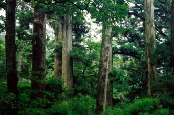 西天目山在哪？西天目山景点介绍