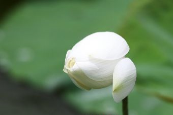 高邮镇国寺塔在哪？高邮镇国寺塔景点介绍