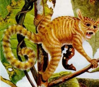 中华曙猿化石地点在哪？中华曙猿化石地点景点介绍