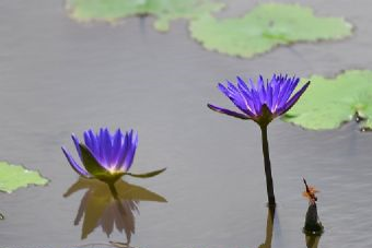 太子湾公园在哪？太子湾公园景点介绍