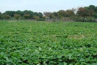 蘇州未來農林大世界在哪？蘇州未來農林大世界景點介紹