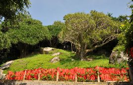 南山不老松在哪？南山不老松景点介绍