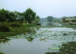 庵东沼泽湿地在哪?庵东沼泽湿地景点介绍