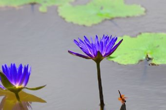 金湖万亩荷花荡在哪？金湖万亩荷花荡景点介绍