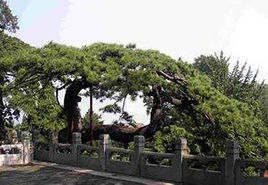 龙凤松在哪？龙凤松景点介绍