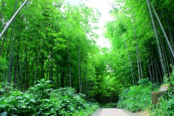 南山国家森林公园在哪？南山国家森林公园景点介绍