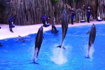 苏州海洋馆在哪？苏州海洋馆景点介绍