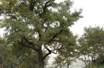 曹村在哪？曹村景点介绍