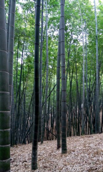 爱岭村在哪?爱岭村景点介绍