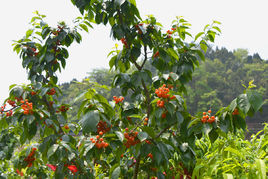 万亩果园在哪?万亩果园景点介绍