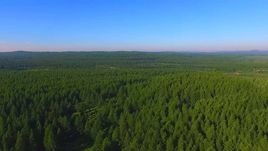 樟栋林海在哪？樟栋林海景点介绍