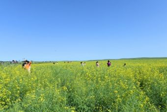 千岛油菜花景区在哪？千岛油菜花景区景点介绍