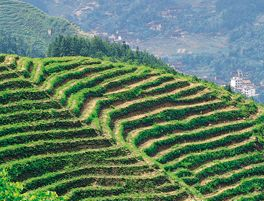 大山茶园在哪？大山茶园景点介绍