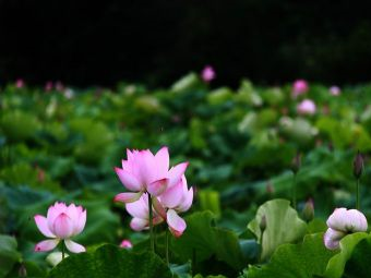 盛世莲花农业休闲观光园在哪？盛世莲花农业休闲观光园景点介绍