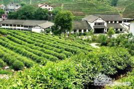 龙井问茶在哪?龙井问茶景点介绍