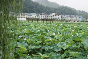 開化縣醉荷潭頭在哪？開化縣醉荷潭頭景點介紹