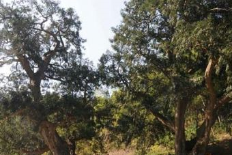 东川千年香榧古树群在哪？东川千年香榧古树群景点介绍