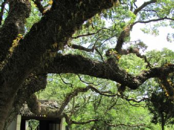 普陀山千年古樟在哪？普陀山千年古樟景点介绍