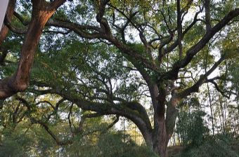 古樟树群在哪？古樟树群景点介绍