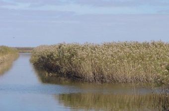 盐城国家级珍禽自然保护区 盐城丹顶鹤湿地生态旅游区在哪？盐城国家级珍禽自然保护区 盐城丹顶鹤湿地生态旅游区景点介绍