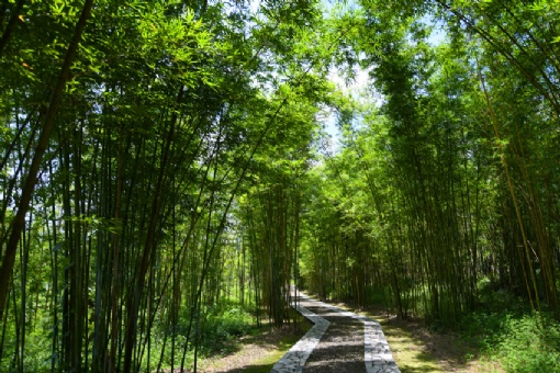 安吉中国大竹海在哪？安吉中国大竹海景点介绍