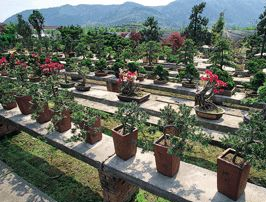 龙山花卉盆景园在哪？龙山花卉盆景园景点介绍