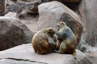 虎居动物园在哪？虎居动物园景点介绍