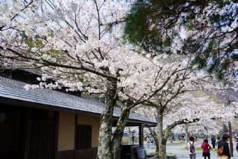 会昌_赣州岚山公园在哪？会昌(赣州)岚山公园景点介绍