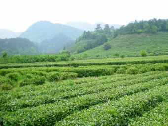 金山茶园在哪？金山茶园景点介绍