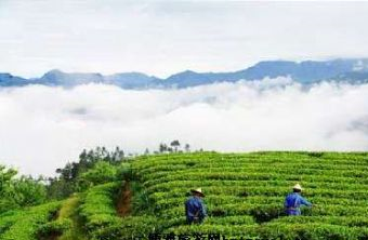 寿宁县生态茶园在哪？寿宁县生态茶园景点介绍