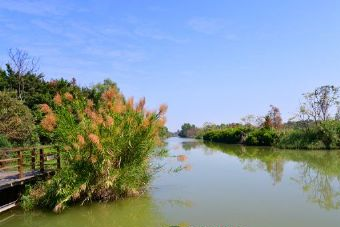 共青城湿地候鸟保护区在哪？共青城湿地候鸟保护区景点介绍