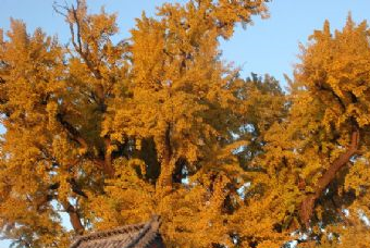 安平栖福源风景区在哪？安平栖福源风景区景点介绍