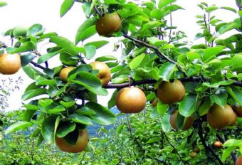 绿丰农业生态园在哪？绿丰农业生态园景点介绍