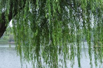 环清园在哪？环清园景点介绍