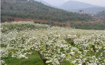 順昌香樟樹山莊在哪？順昌香樟樹山莊景點介紹