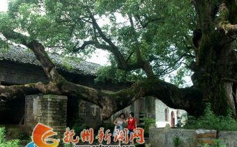 千年香樟树在哪？千年香樟树景点介绍