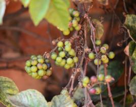 爬树龙在哪？爬树龙景点介绍