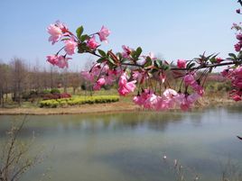 梅花谷在哪？梅花谷景点介绍