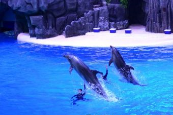 南昌海洋公园在哪?南昌海洋公园景点介绍