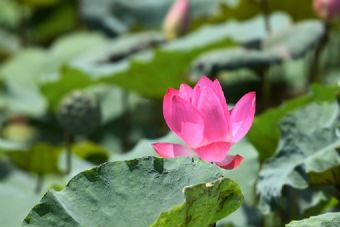 大礼拜农庄在哪？大礼拜农庄景点介绍